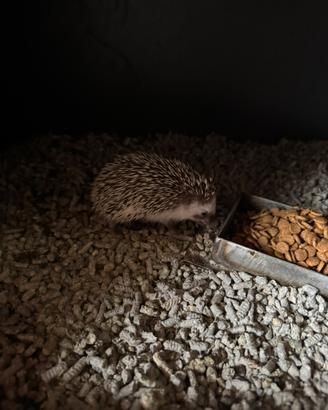 Cuccioli ricci