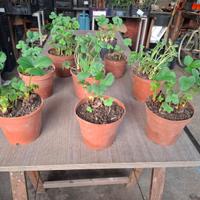 Piante di fragole in vaso varietà rifiorenti