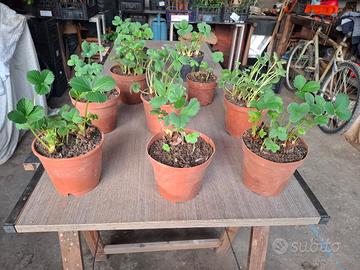 Piante di fragole in vaso varietà rifiorenti