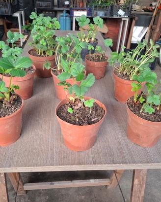 Piante di fragole in vaso varietà rifiorenti