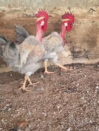Gallo gallina