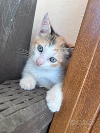 Vedo gattini nati da poco