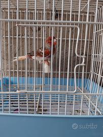 Arlecchino portoghese