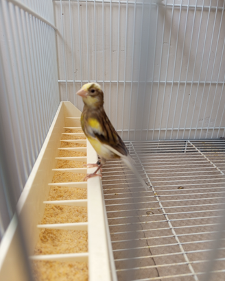 Canarini razza spagnola