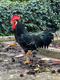 Gallo di Ancona