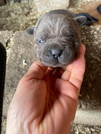 Cuccioli di cane corso
