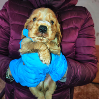 Cuccioli maschi di cocker con pedigree