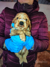 Cuccioli maschi di cocker con pedigree
