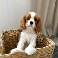 Cavalier king