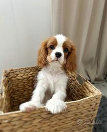 Cavalier king