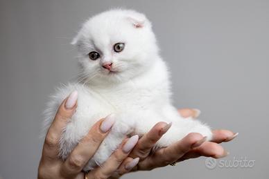 Gattini Scottish fold- perfetto per Natale