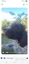 Cuccioli Lagotto Romagnolo con pedigree