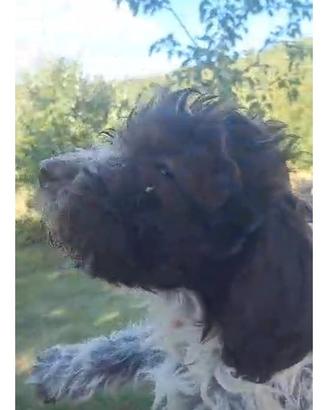 Cuccioli Lagotto Romagnolo con pedigree