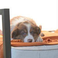 Cuccioli pastore australiano