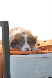 Cuccioli pastore australiano