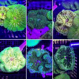 Anemoni Rari Acquario Marino coralli