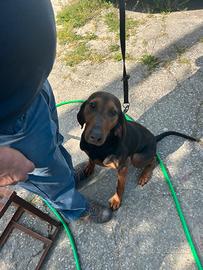 Segugio italiano 8 mesi