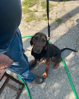 Segugio italiano 8 mesi