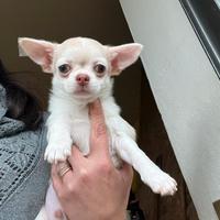 Chihuahua
