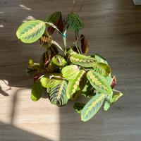 Pianta da interno - Maranta Leuconeura