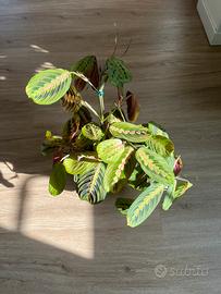 Pianta da interno - Maranta Leuconeura