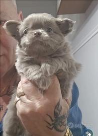 Chihuahua