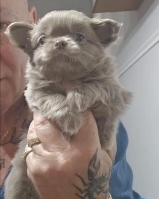 Chihuahua
