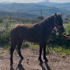 Pony femmina, 4 anni