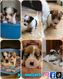Cuccioli di Jack Russell Terrier broken ruvido min