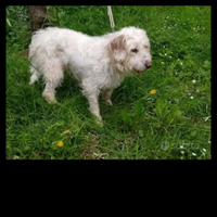 Istriano pelo forte da cinghiale