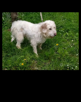 Seg dell Istria a pelo forte