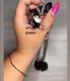 Petauri dello zucchero