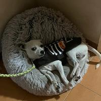 Salve do carinisimo cucciolo in crocio chihuahua