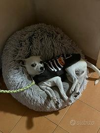 Salve do carinisimo cucciolo in crocio chihuahua