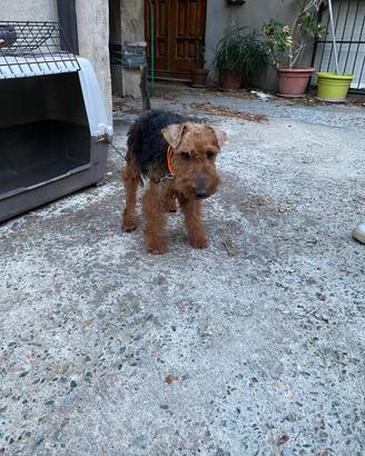 Terrier