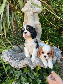 Cuccioli di Cavalier king Ciarles Spaniel tricolor