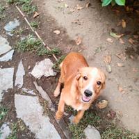 Cuccioli di meticcio