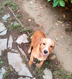 Cuccioli di meticcio