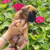 Cuccioli di Boxer fulvi