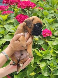 Cuccioli di Boxer fulvi