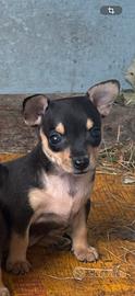 Pinscher toy