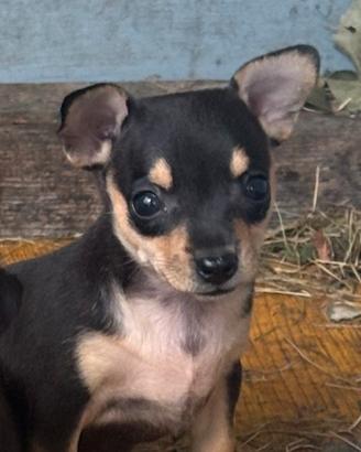 Pinscher toy