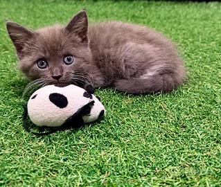 Incrocio sphynx maine Coon