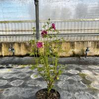 Malva arbustiva del capo - GRANDE