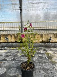 Malva arbustiva del capo - GRANDE