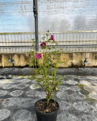 Malva arbustiva del capo - GRANDE
