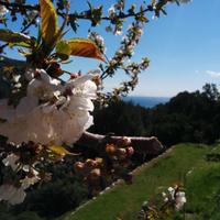 Isola d'Elba - Seccheto, Casa al Ciliegio