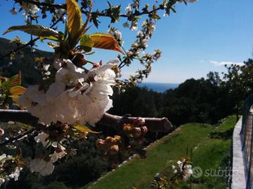 Isola d'Elba - Seccheto, Casa al Ciliegio