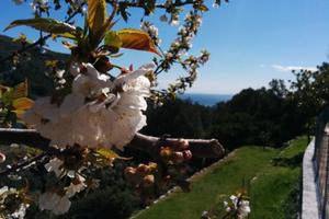 Isola d'Elba - Seccheto, Casa al Ciliegio