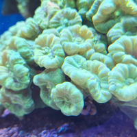 Talee Coralli Acquario Tropicale Marino